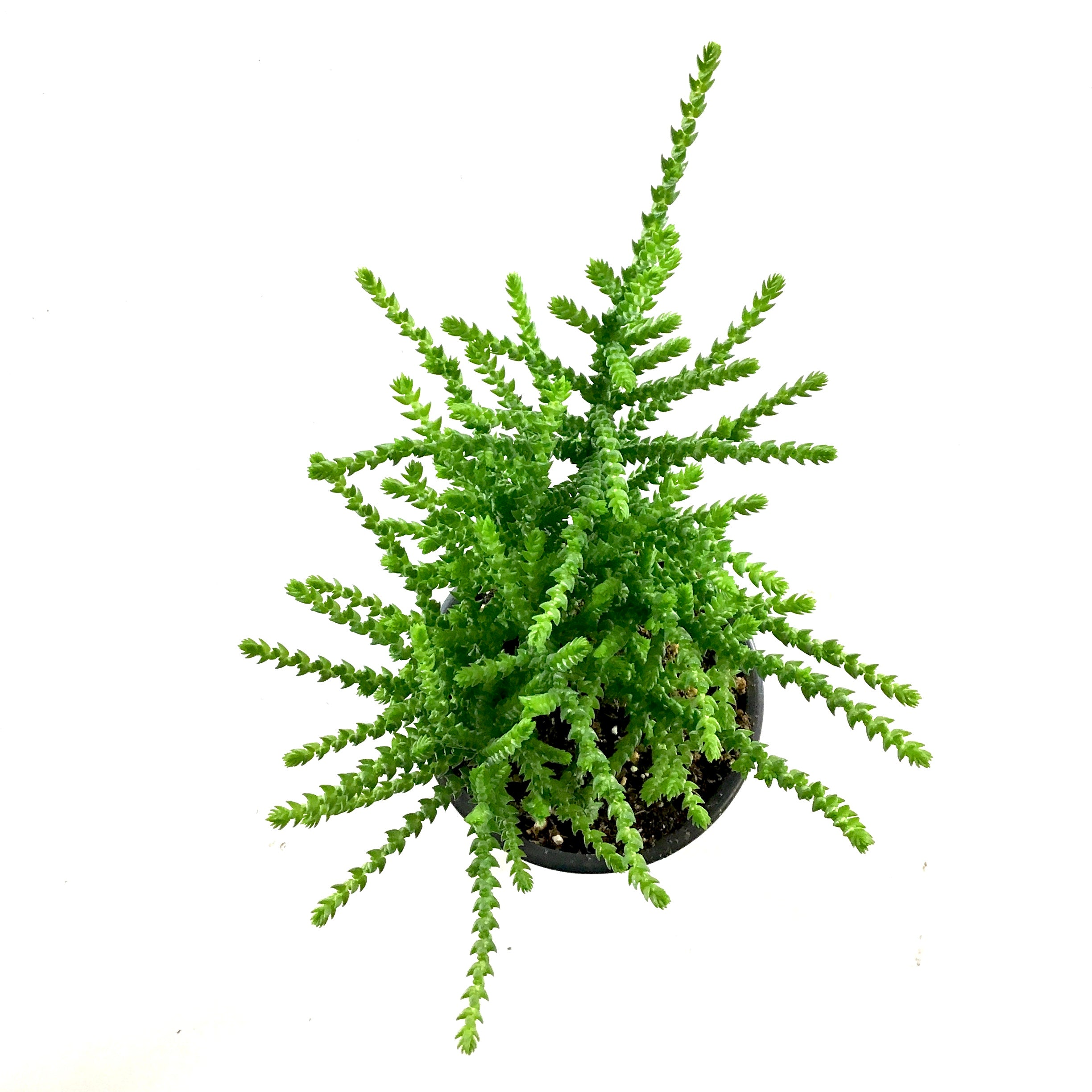 Succulent, 3.5in, Crassula Princess Pine