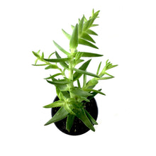 Load image into Gallery viewer, Succulent, 3.5in, Crassula Shark's Tooth - Floral Acres Greenhouse & Garden Centre