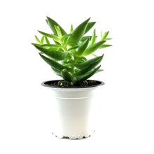Load image into Gallery viewer, Succulent, 3.5in, Crassula Shark's Tooth - Floral Acres Greenhouse & Garden Centre