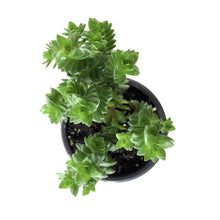Load image into Gallery viewer, Succulent, 3.5in, Crassula Spiralis - Floral Acres Greenhouse & Garden Centre