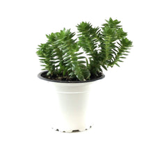 Load image into Gallery viewer, Succulent, 3.5in, Crassula Spiralis - Floral Acres Greenhouse & Garden Centre
