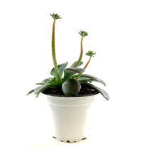Load image into Gallery viewer, Succulent, 3.5in, Echeveria Diffractens - Floral Acres Greenhouse & Garden Centre