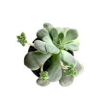 Load image into Gallery viewer, Succulent, 3.5in, Echeveria Diffractens - Floral Acres Greenhouse & Garden Centre