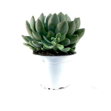Load image into Gallery viewer, Succulent, 3.5in, Echeveria Grey Red - Floral Acres Greenhouse & Garden Centre