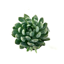 Load image into Gallery viewer, Succulent, 3.5in, Echeveria Grey Red - Floral Acres Greenhouse & Garden Centre