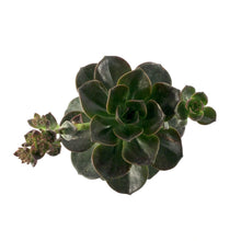 Load image into Gallery viewer, Succulent, 3.5in, Echeveria Melaco - Floral Acres Greenhouse & Garden Centre