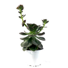 Load image into Gallery viewer, Succulent, 3.5in, Echeveria Melaco - Floral Acres Greenhouse & Garden Centre