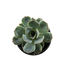 Load image into Gallery viewer, Succulent, 3.5in, Echeveria Menina - Floral Acres Greenhouse & Garden Centre