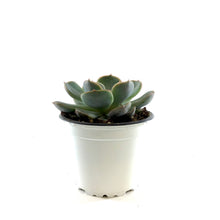 Load image into Gallery viewer, Succulent, 3.5in, Echeveria Menina - Floral Acres Greenhouse & Garden Centre