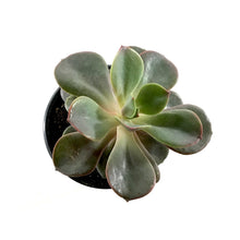 Load image into Gallery viewer, Succulent, 3.5in, Echeveria Red Sky - Floral Acres Greenhouse & Garden Centre