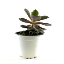 Load image into Gallery viewer, Succulent, 3.5in, Echeveria Red Sky - Floral Acres Greenhouse & Garden Centre