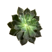 Load image into Gallery viewer, Succulent, 3.5in, Echeveria Rejoice - Floral Acres Greenhouse & Garden Centre