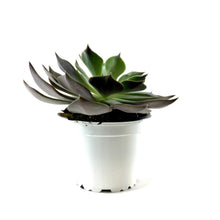 Load image into Gallery viewer, Succulent, 3.5in, Echeveria Rejoice - Floral Acres Greenhouse & Garden Centre