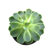 Load image into Gallery viewer, Succulent, 3.5in, Echeveria Vertis - Floral Acres Greenhouse & Garden Centre