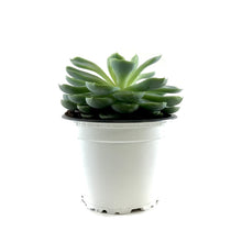 Load image into Gallery viewer, Succulent, 3.5in, Echeveria Vertis - Floral Acres Greenhouse & Garden Centre