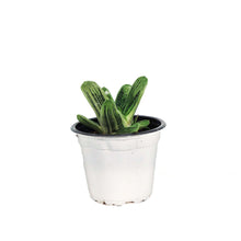 Load image into Gallery viewer, Succulent, 3.5in, Gasteria Little Warty