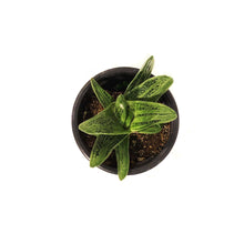 Load image into Gallery viewer, Succulent, 3.5in, Gasteria Little Warty