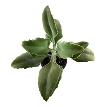 Load image into Gallery viewer, Succulent, 3.5in, Kalanchoe Beharensis Variegated - Floral Acres Greenhouse & Garden Centre