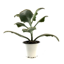 Load image into Gallery viewer, Succulent, 3.5in, Kalanchoe Beharensis Variegated - Floral Acres Greenhouse & Garden Centre