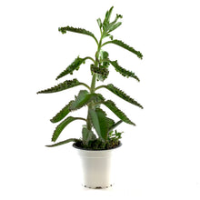 Load image into Gallery viewer, Succulent, 3.5in, Kalanchoe Houghtonii - Floral Acres Greenhouse & Garden Centre