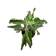 Load image into Gallery viewer, Succulent, 3.5in, Kalanchoe Houghtonii - Floral Acres Greenhouse & Garden Centre