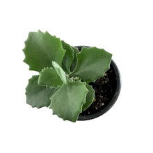 Load image into Gallery viewer, Succulent, 3.5in, Kalanchoe Millotii - Floral Acres Greenhouse & Garden Centre