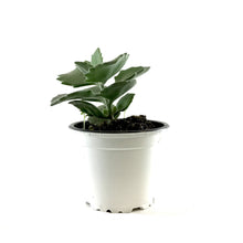 Load image into Gallery viewer, Succulent, 3.5in, Kalanchoe Millotii - Floral Acres Greenhouse & Garden Centre