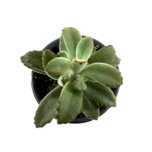 Load image into Gallery viewer, Succulent, 3.5in, Kalanchoe Chocolate Soldier - Floral Acres Greenhouse & Garden Centre