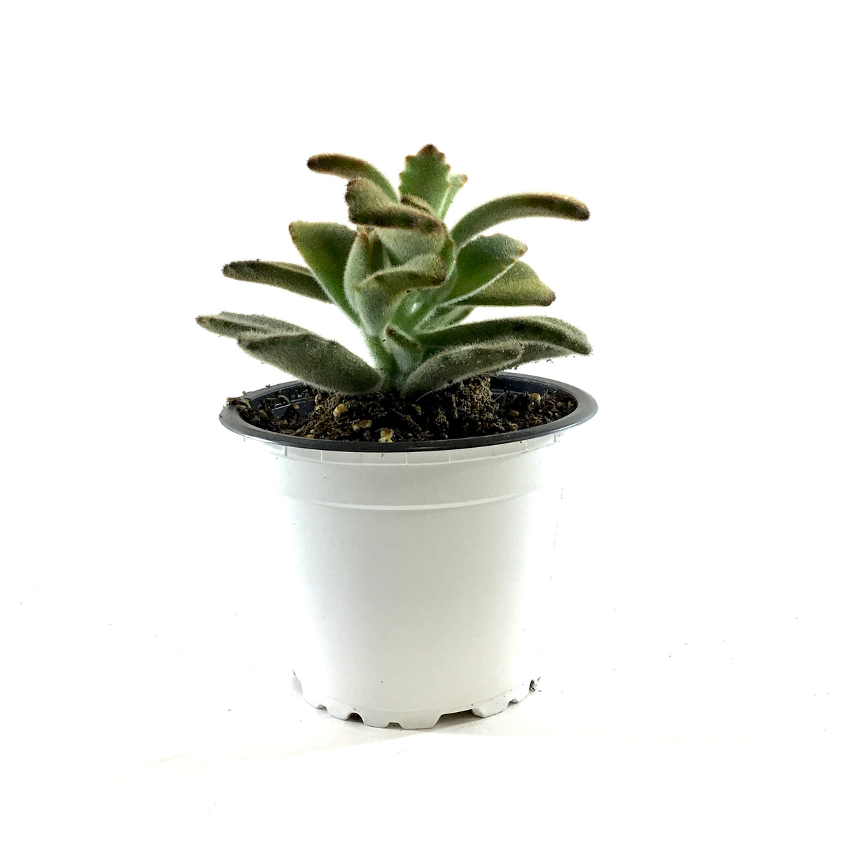 Succulent, 3.5in, Kalanchoe Chocolate Soldier - Floral Acres Greenhouse & Garden Centre