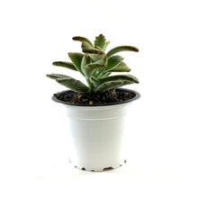 Load image into Gallery viewer, Succulent, 3.5in, Kalanchoe Chocolate Soldier - Floral Acres Greenhouse & Garden Centre
