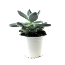 Load image into Gallery viewer, Succulent, 3.5in, Pachyphytum Blue Haze - Floral Acres Greenhouse & Garden Centre