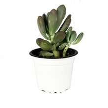 Load image into Gallery viewer, Succulent, 3.5in, Pachyphytum Silver Bracts