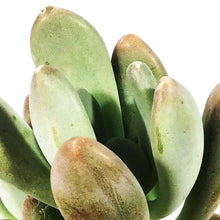 Load image into Gallery viewer, Succulent, 3.5in, Pachyphytum Silver Bracts