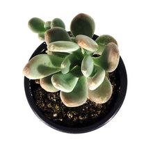 Load image into Gallery viewer, Succulent, 3.5in, Pachyphytum Silver Bracts