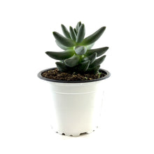 Load image into Gallery viewer, Succulent, 3.5in, Pachyphytum Compactum - Floral Acres Greenhouse & Garden Centre