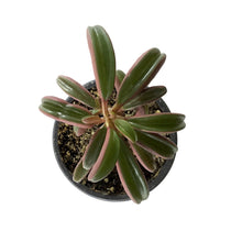 Load image into Gallery viewer, Succulent, 3.5in, Peperomia Graveolens Ruby Glow - Floral Acres Greenhouse & Garden Centre