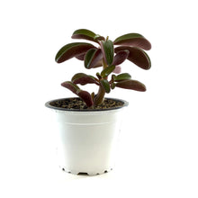 Load image into Gallery viewer, Succulent, 3.5in, Peperomia Graveolens Ruby Glow - Floral Acres Greenhouse & Garden Centre