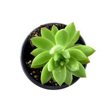 Load image into Gallery viewer, Succulent, 3.5in, Sedum Adolphii - Floral Acres Greenhouse & Garden Centre