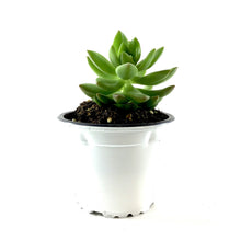 Load image into Gallery viewer, Succulent, 3.5in, Sedum Adolphii - Floral Acres Greenhouse & Garden Centre