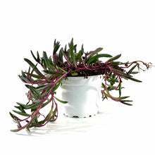 Load image into Gallery viewer, Succulent, 3.5in, Senecio Herreianus Purple Flush - Floral Acres Greenhouse & Garden Centre