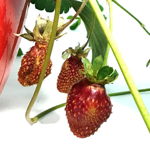 Fruit, 10in, Strawberry Hanging Basket