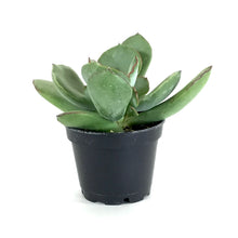 Load image into Gallery viewer, Succulent, 2in, Cotyledon Choco Line - Floral Acres Greenhouse & Garden Centre
