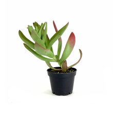Load image into Gallery viewer, Succulent, 2in, Crassula Campfire - Floral Acres Greenhouse & Garden Centre
