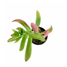 Load image into Gallery viewer, Succulent, 2in, Crassula Campfire - Floral Acres Greenhouse & Garden Centre