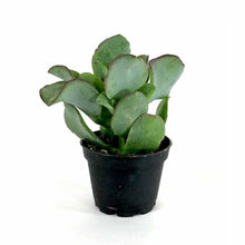 Load image into Gallery viewer, Succulent, 2in, Crassula Curly Green - Floral Acres Greenhouse & Garden Centre
