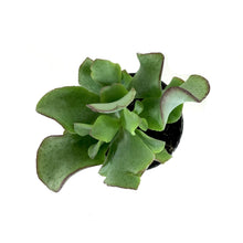 Load image into Gallery viewer, Succulent, 2in, Crassula Curly Green - Floral Acres Greenhouse & Garden Centre
