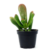 Load image into Gallery viewer, Succulent, 2in, Crassula Horntree Tricolor - Floral Acres Greenhouse & Garden Centre
