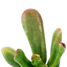 Load image into Gallery viewer, Succulent, 2in, Crassula Horntree Tricolor - Floral Acres Greenhouse & Garden Centre