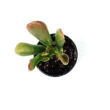 Load image into Gallery viewer, Succulent, 2in, Crassula Horntree Tricolor - Floral Acres Greenhouse & Garden Centre