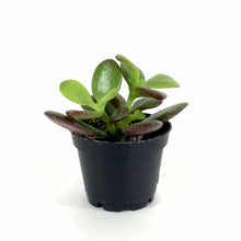 Load image into Gallery viewer, Succulent, 2in, Crassula Baby Jade - Floral Acres Greenhouse & Garden Centre